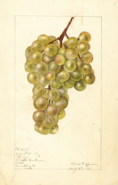 Vitis No 2
