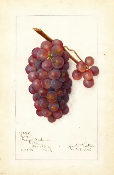 Vitis No 4