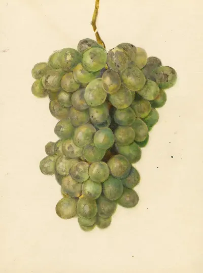 Vitis Ontario