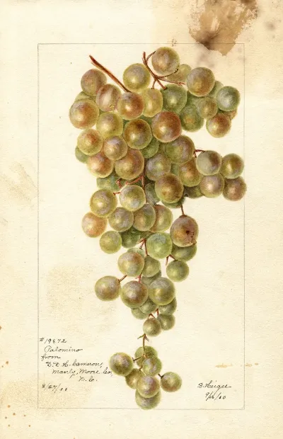 Vitis Palomino