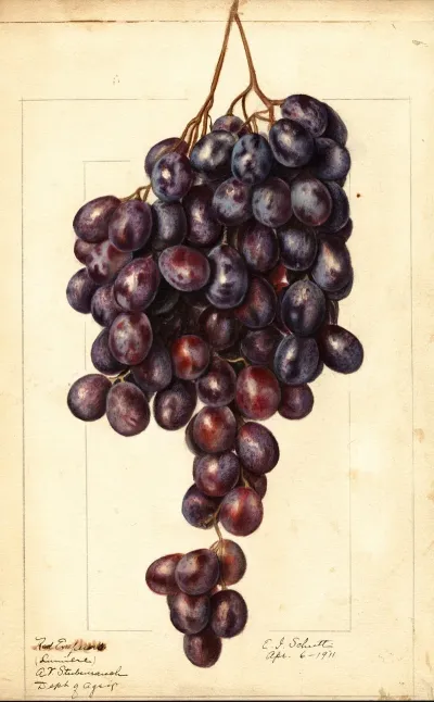Vitis Red Emperor