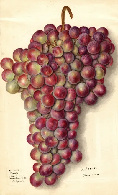 Vitis Rodites