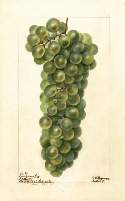 Vitis Sawignon Vert