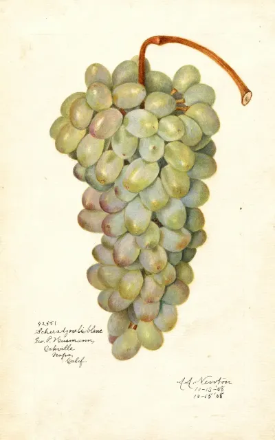 Vitis Scheradzouli Blanc