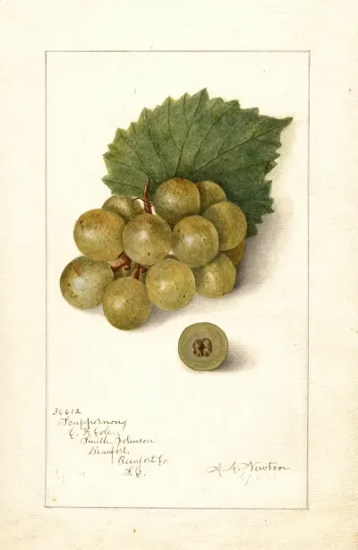 Vitis Scuppernong 2