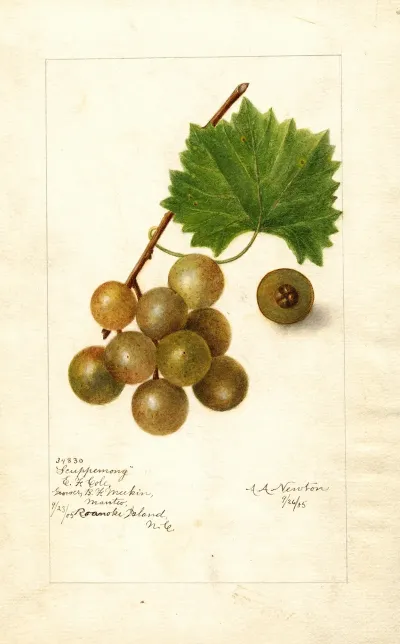 Vitis Scuppernong