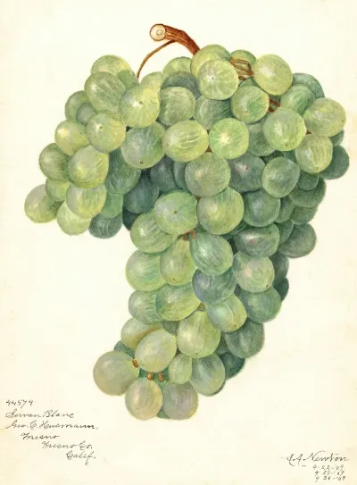 Vitis Servan Blanc