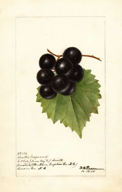Vitis Smiths Improved
