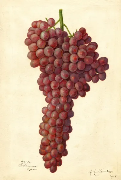 Vitis Sultanina Rosea 2