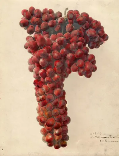 Vitis Sultanina Rosea 3