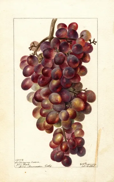 Vitis Sultanina Rosea