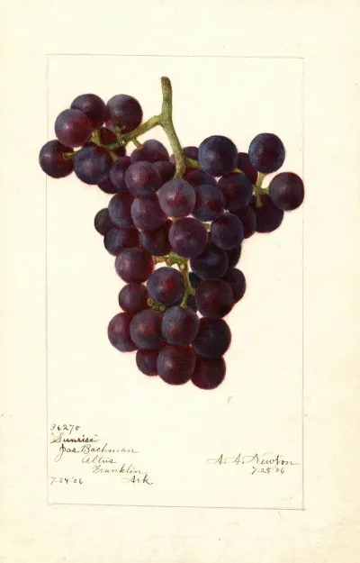Vitis Sunrise