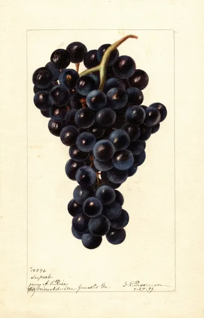 Vitis Superb