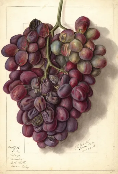 Vitis Takayo