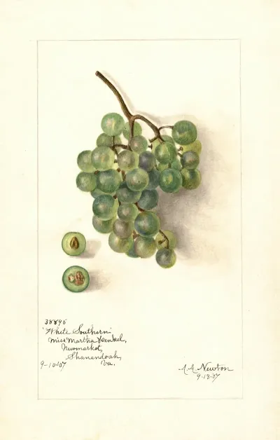 Vitis White Southern