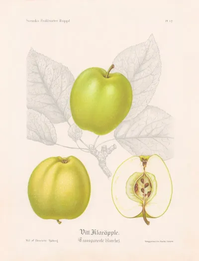 Vitt Klarapple Transparente Blanche