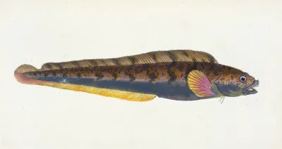 Viviparous Blenny Blennius Viviparous