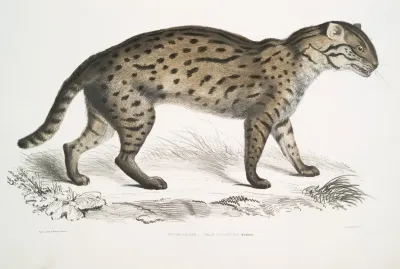 Vivirine Viverrine Cat Felis Vivirinus Viverrinus