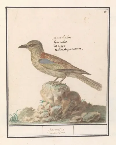 Vlaamse Gaai Garrulus Glandarius 2