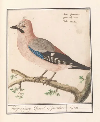 Vlaamse Gaai Garrulus Glandarius