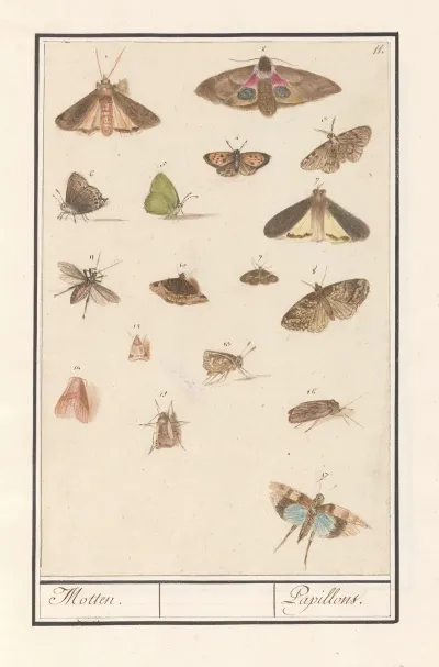 Vlinders En Motten Motten Papillons 2