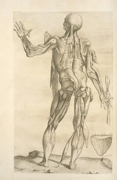 Vndecima Musculorum Tabula