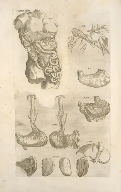 Vndecimina Figura Digestive Tract