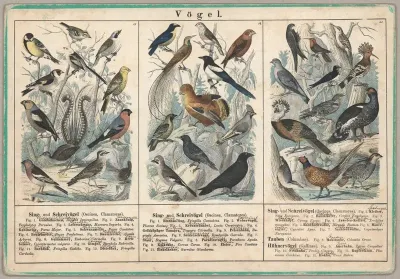 Vogel 2