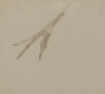 Vogelpoot
