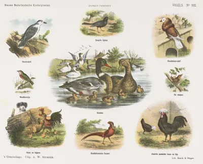 Vogels 2