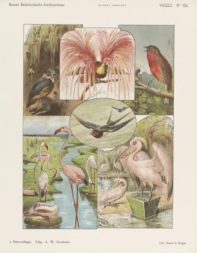 Vogels 3
