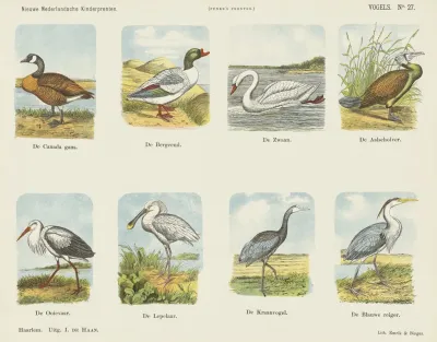 Vogels