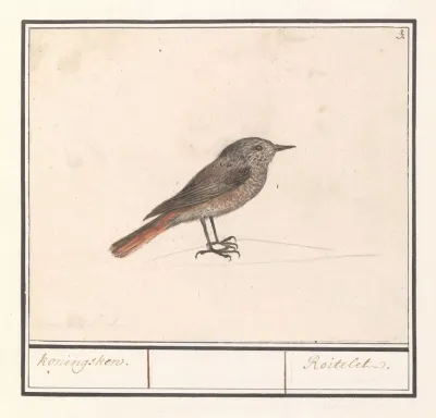 Vogeltje Mogelijk Een Winterkoninkje Troglodytes Troglodytes