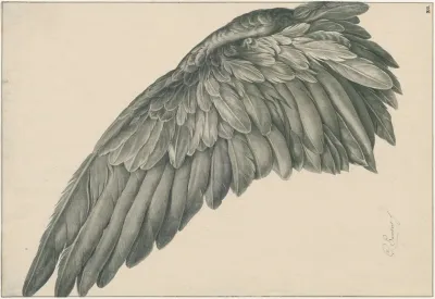 Vogelvlerk Rechter Vleugel Ad Vivum