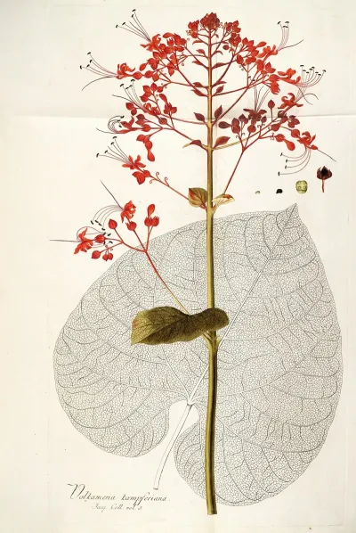 Volkameria Kaempferi