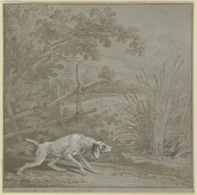 Vorsteherhund Auf Rebhuhner
