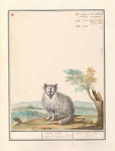 Vos Vulpes Vulpes Vulpes Alba Vulpes Crucigera Aldvov Renard Bland Croise Isalis