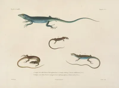 Voyage Autour Du Monde Pl 003