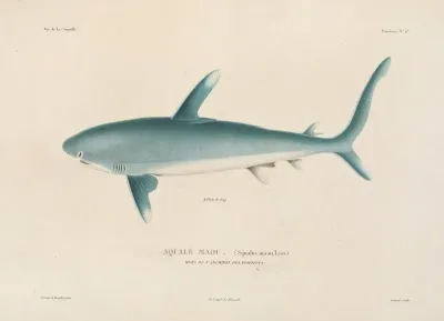 Voyage Autour Du Monde Pl 008