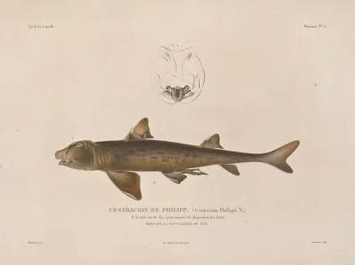 Voyage Autour Du Monde Pl 009