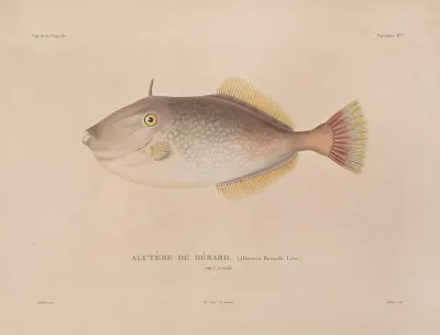 Voyage Autour Du Monde Pl 014