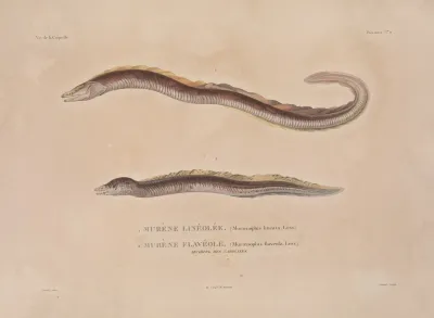 Voyage Autour Du Monde Pl 018
