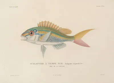 Voyage Autour Du Monde Pl 033