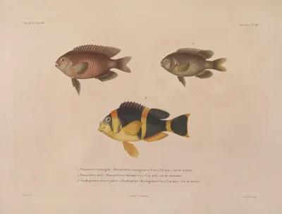 Voyage Autour Du Monde Pl 035