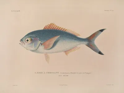 Voyage Autour Du Monde Pl 041