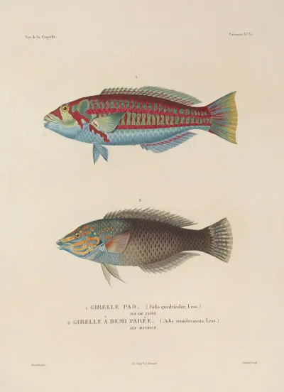 Voyage Autour Du Monde Pl 042