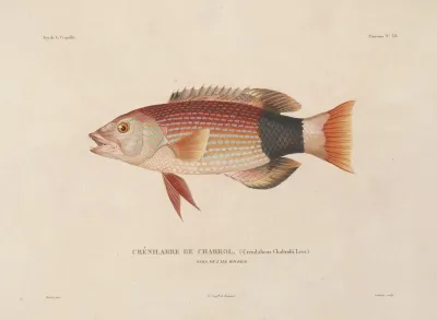 Voyage Autour Du Monde Pl 045