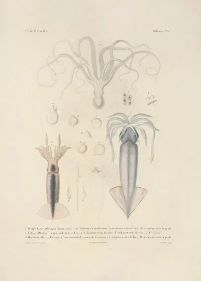 Voyage Autour Du Monde Pl 046