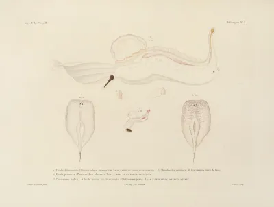 Voyage Autour Du Monde Pl 048
