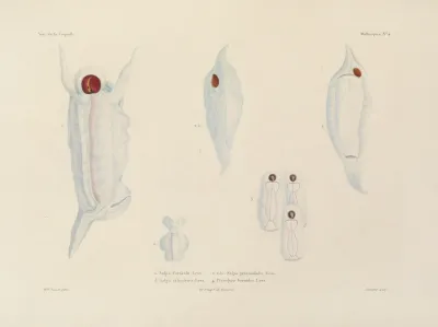 Voyage Autour Du Monde Pl 049